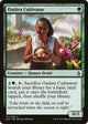 Oashra Cultivator (177) (Amonkhet)