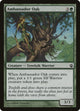 Ambassador Oak (113) (Morningtide)