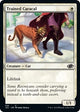 Trained Caracal (256) (Jumpstart 2022)