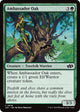 Ambassador Oak (626) (Foundations Jumpstart)