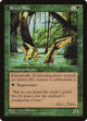 River Boa (Visions)