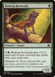 Basking Rootwalla (2) (Anthology)